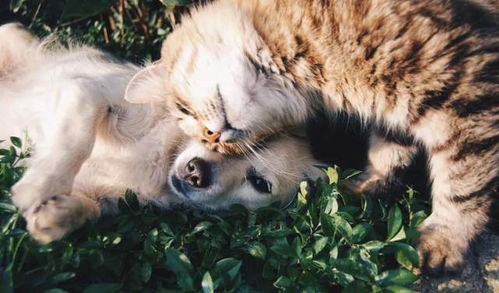 猫猫狗狗一起玩游戏安卓版下载-猫猫狗狗一起玩手机版汉化版（暂未上线）v.2.34